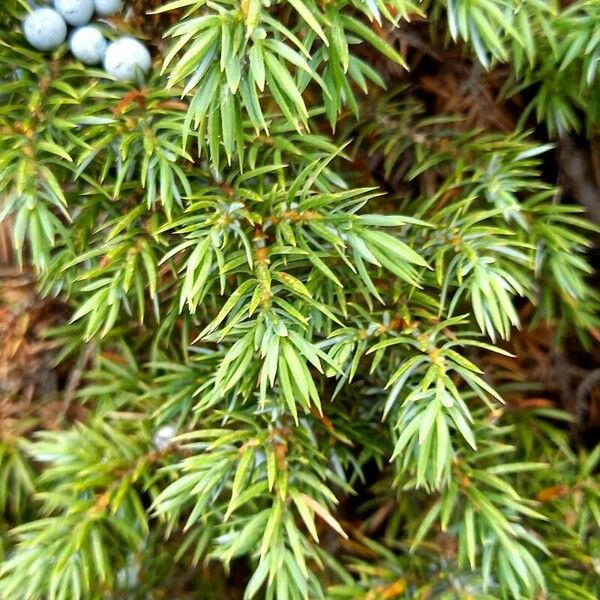 Juniperus communis पत्ता