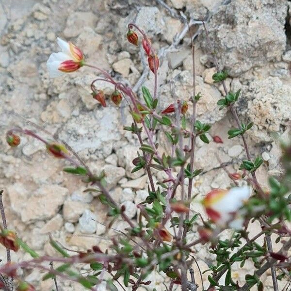 Helianthemum almeriense Květ