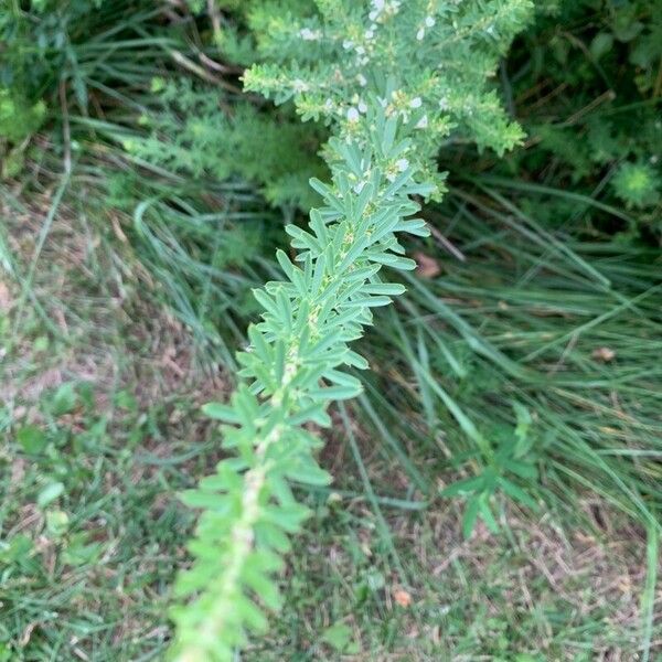 Lespedeza cuneata Lapas