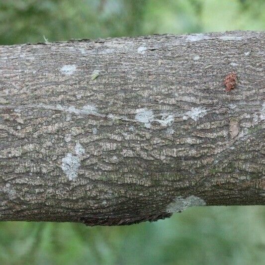 Acacia mearnsii മറ്റ്