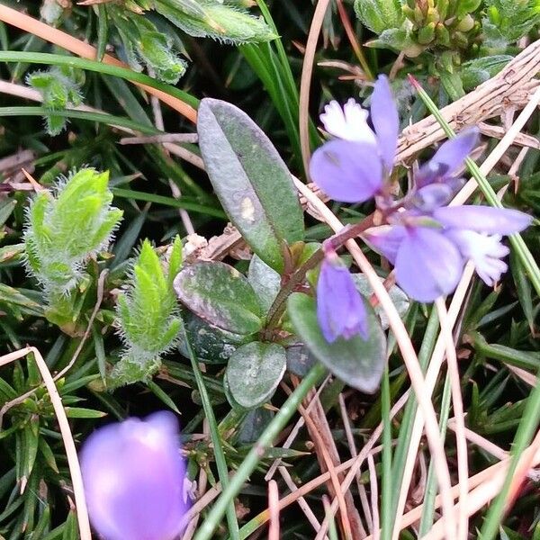 Polygala serpyllifolia Hostoa