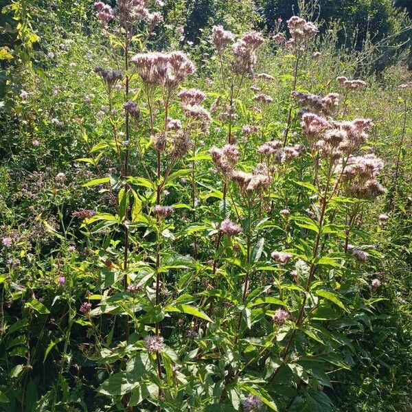 Eupatorium cannabinum Habitus