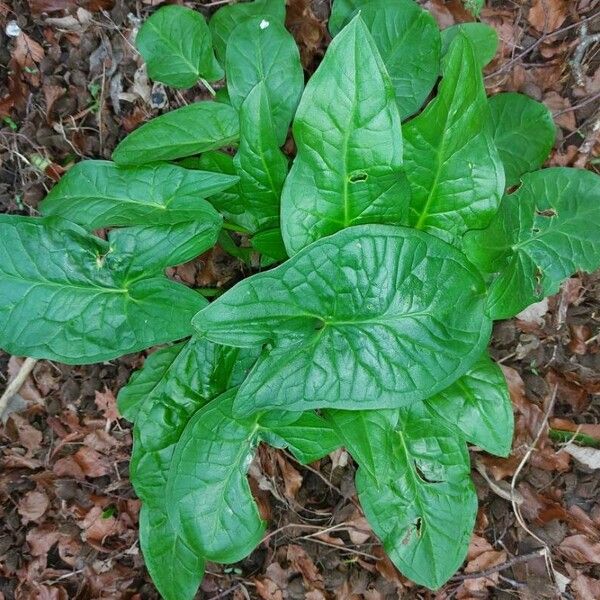 Arum cylindraceum Φύλλο