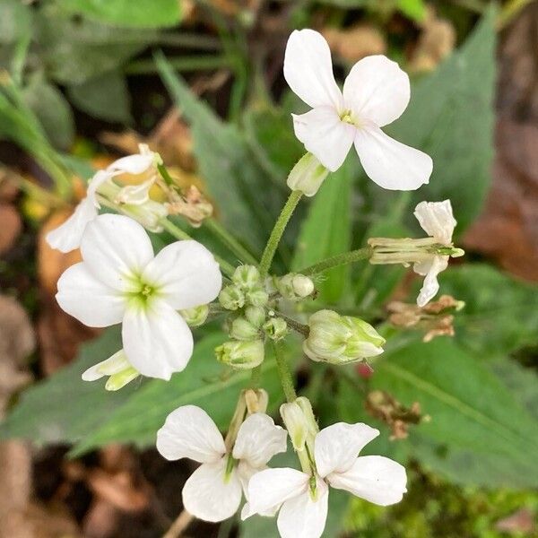 Hesperis matronalis Flower