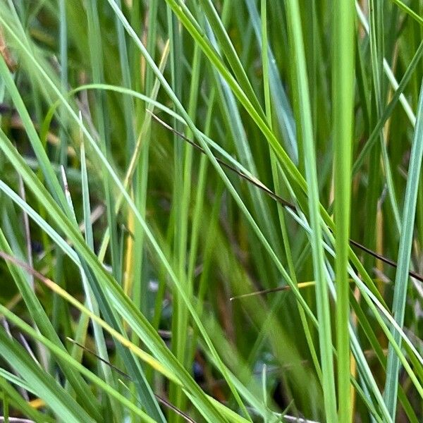 Carex echinata Leaf