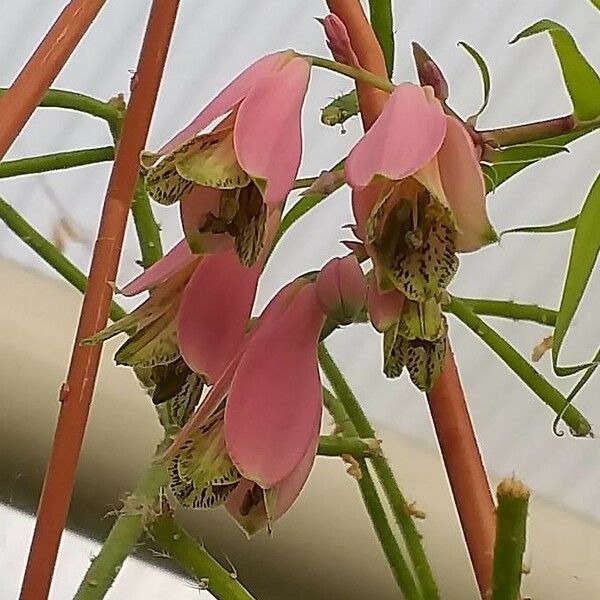 Bomarea edulis Blüte