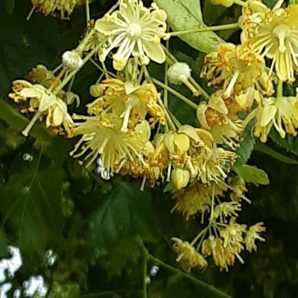 Tilia cordata Kukka