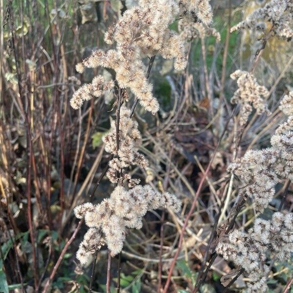 Solidago gigantea Natur