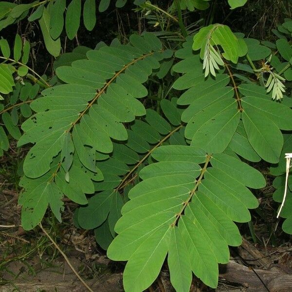 Senna reticulata Blatt