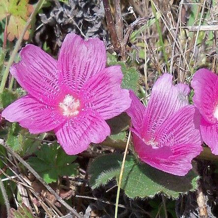 Sidalcea malviflora Cvet