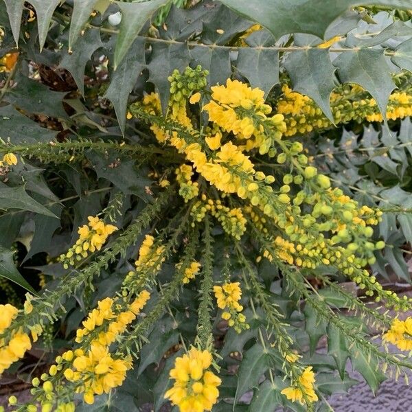 Berberis bealei Floare