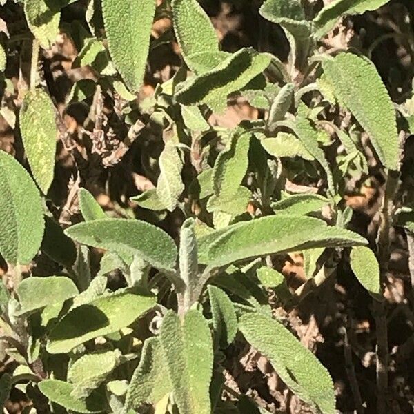 Salvia fruticosa 葉