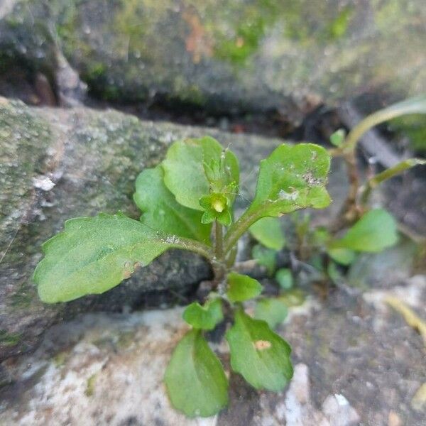 Mazus pumilus Fiore