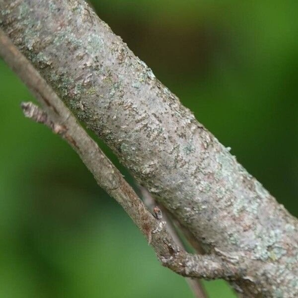 Ribes sanguineum Bark