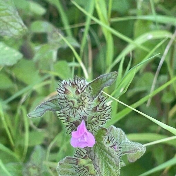 Clinopodium vulgare Blüte