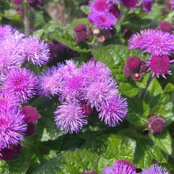 Ageratum houstonianum Çiçek