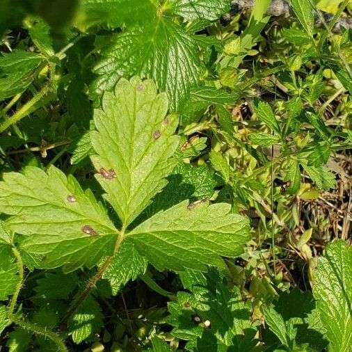 Potentilla norvegica 葉