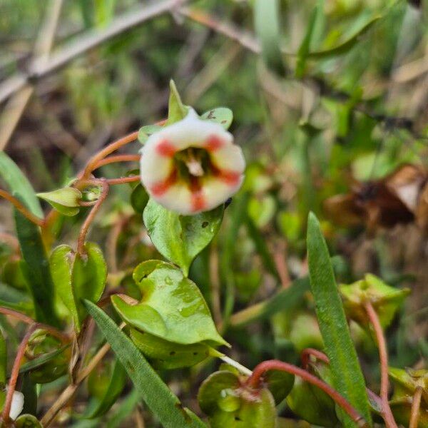 Trichodesma marsabiticum Flower