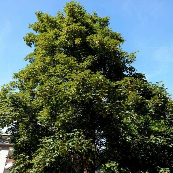 Acer tataricum Plante entière