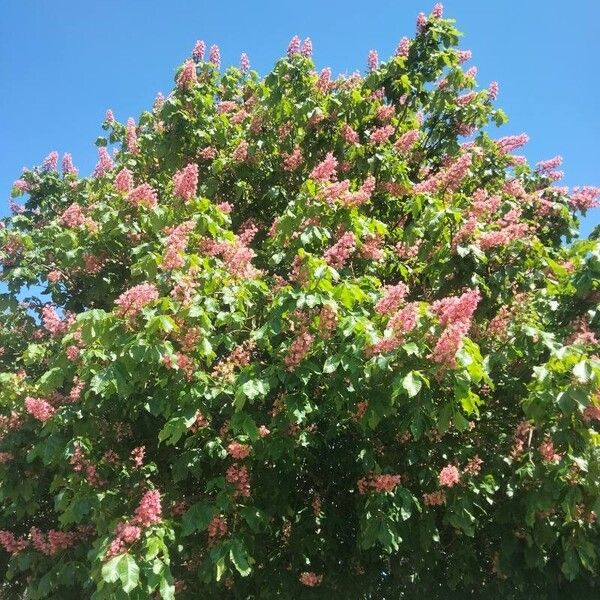 Aesculus carnea Habit