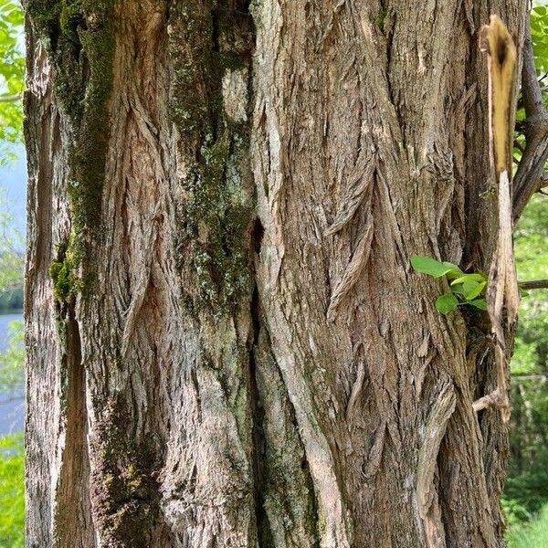 Robinia viscosa പുറംതൊലി