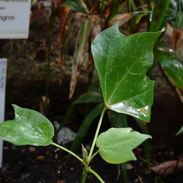 Gossypium herbaceum Foglia