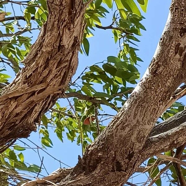 Colophospermum mopane Φλοιός