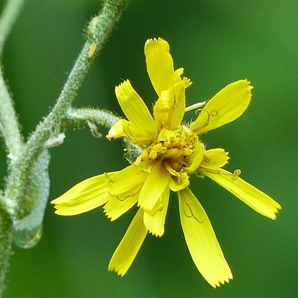 Hieracium prenanthoides Floare