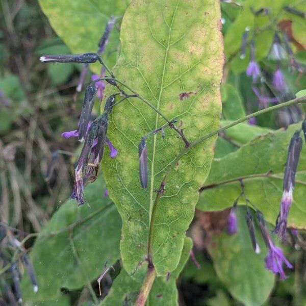 Prenanthes purpurea Folio