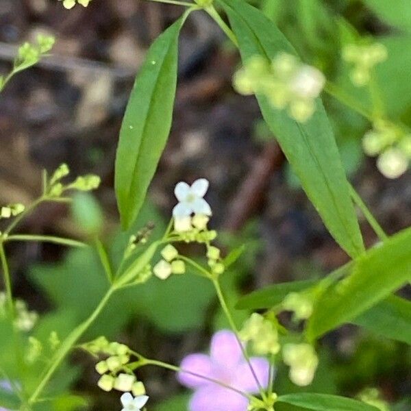 Galium aristatum Квітка