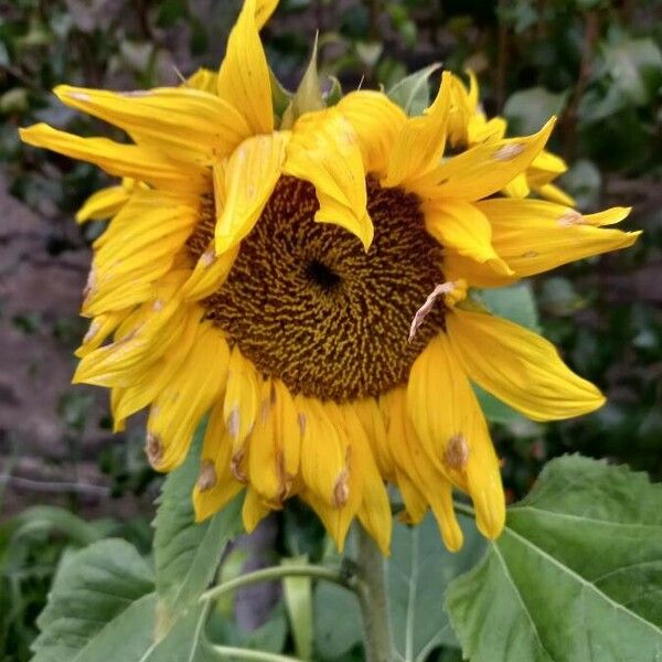 Helianthus annuus Blomma