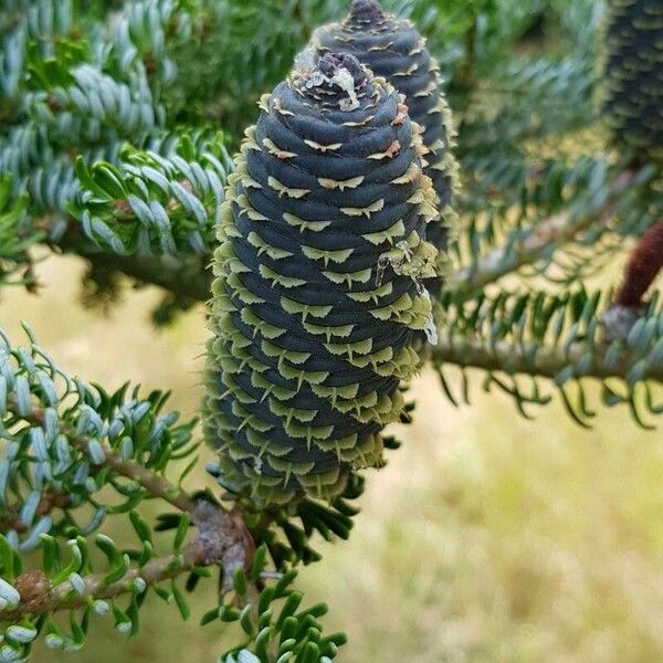 Abies koreana Hedelmä