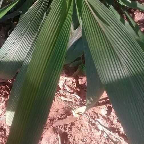 Setaria palmifolia Natur