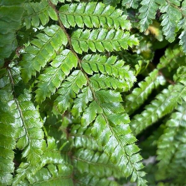 Polystichum braunii पत्ता