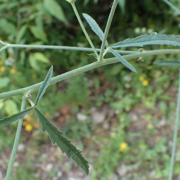 Althaea cannabina Lapas