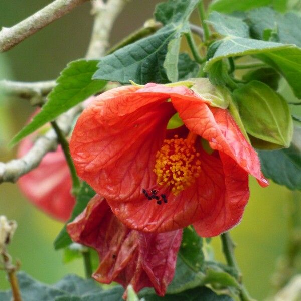 Abutilon striatum Flower