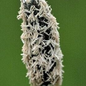 Alopecurus pratensis Flower