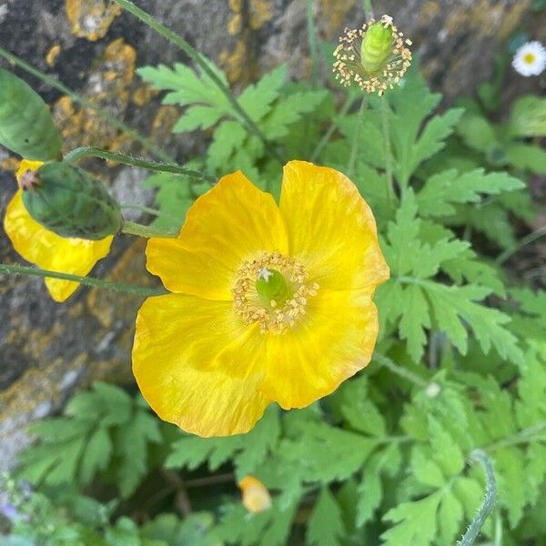 Meconopsis cambrica 葉