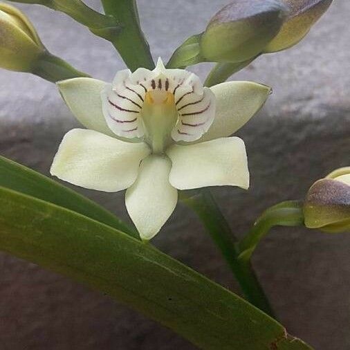 Prosthechea fragrans Virág