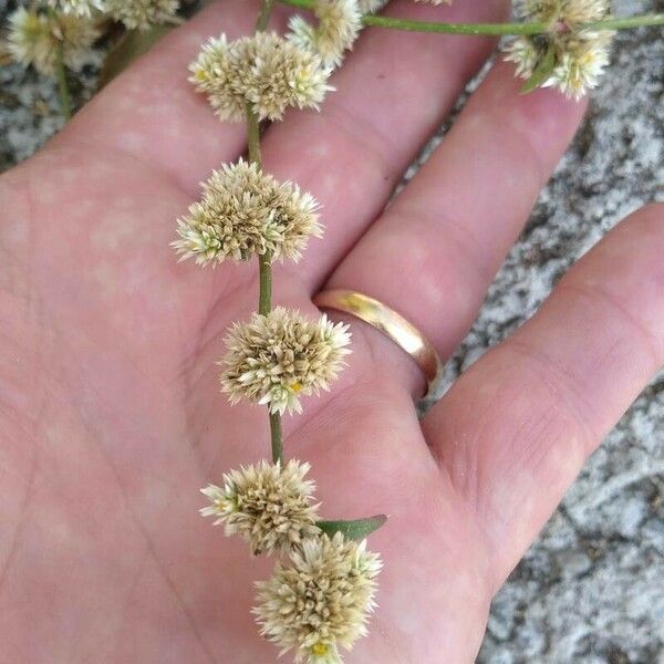 Alternanthera sessilis Fleur