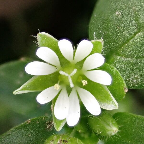 Stellaria media Blomma