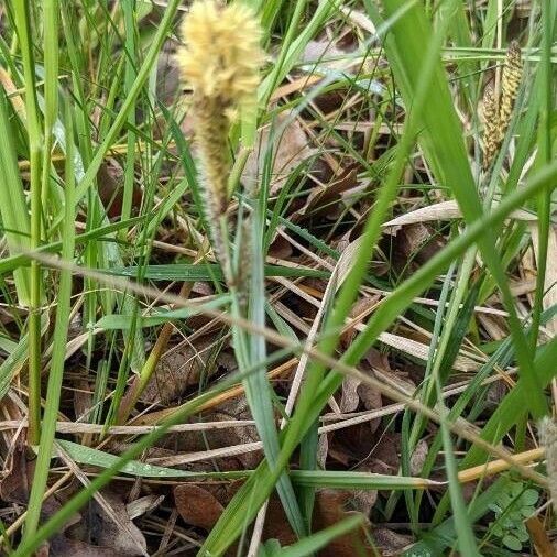 Carex acutiformis Лист