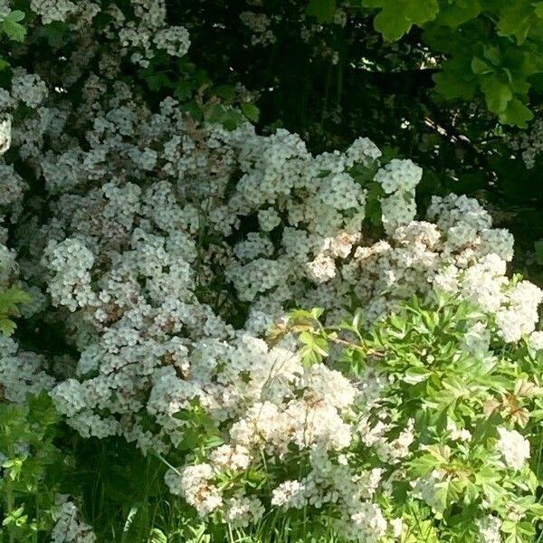 Crataegus × media Flower