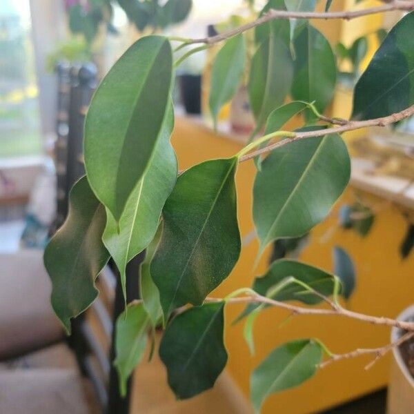 Ficus benjamina Лист