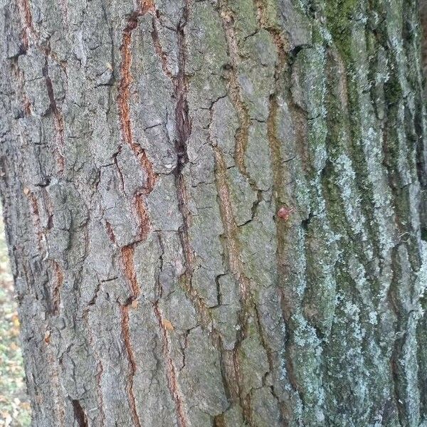 Quercus robur Bark