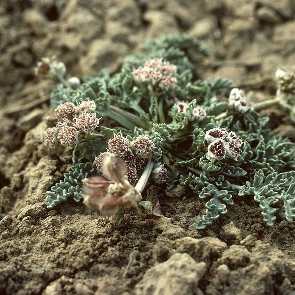 Cymopterus purpureus موطن