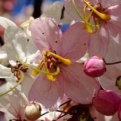 Cassia javanica Flower