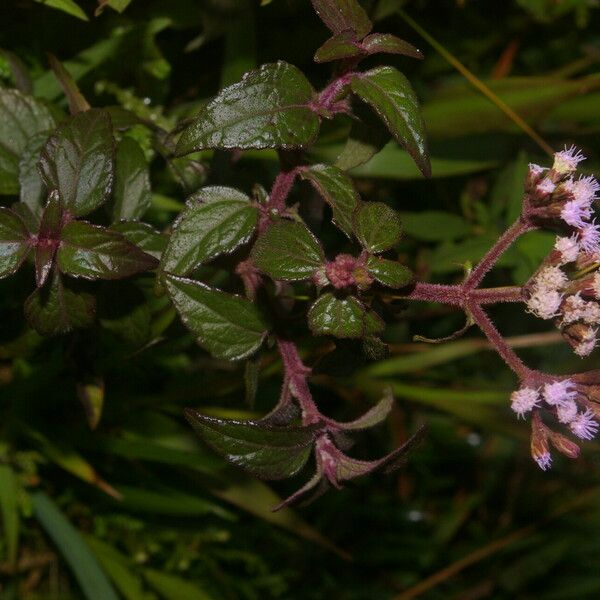 Fleischmannia pratensis Habitat