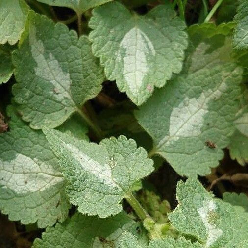 Lamium maculatum Levél