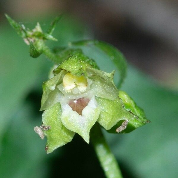 Epipactis albensis Blomma